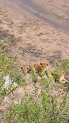 Obraz premium Three lion cubs resting in African safari wilderness