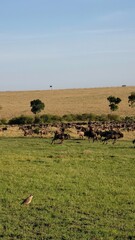 Wildebeest herd running during the great migration