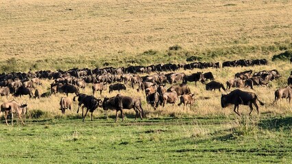 Wildebeest herd migrating across vast African savanna landscape