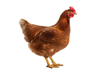 Full body of brown chicken hen standing isolated white background.