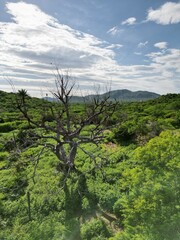 GRANDE VIEJO Y SECO ARBOL EN EL DESIERTO DE BAJA CALIFORNIA SUR MEXICO