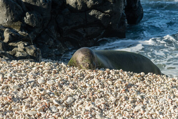 Resting Hawaiian Monk Seal at the Kaena Point State Park on Oahu, Hawaii