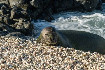 Resting Hawaiian Monk Seal at the Kaena Point State Park on Oahu, Hawaii