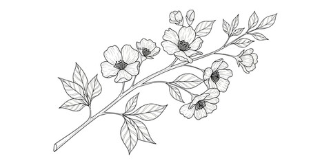 Delicate hand-drawn floral illustration featuring blossoms and leaves on a white background