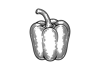Bell pepper paprika hand drawn simple engraved vector illustration