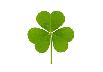 Isolated Green Shamrock Leaf on Black Background Showing Delicate Veins and Heart Shaped Leaves
