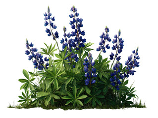 Transparent Png of Blue Lupine Flowers with Vibrant Green Foliage, Lush Grass at Base, Natural Garden Flora, Detailed Botanical Illustration