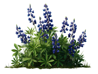 Transparent Png of Blue Lupine Flowers with Vibrant Green Foliage, Lush Grass at Base, Natural Garden Flora, Detailed Botanical Illustration
