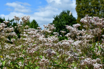 フジバカマ　Thoroughwort