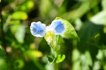 ツユクサ（覆輪）　Asiatic dayflower（bicolor flower type）
