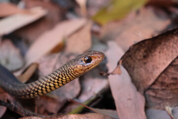 Obraz premium North Queensland Whip Snake