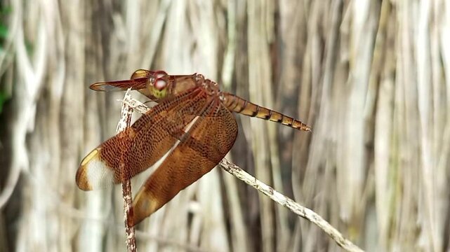 Red dragonfly sitting on a thin branch on a natural brown background