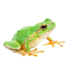 Naklejka premium Bright green tree frog with orange feet against a solid black background
