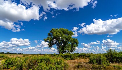 A lone tree stands tall against a backdrop of a vast field, beneath a vibrant blue sky dotted with fluffy white clouds.