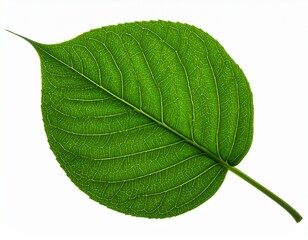 A vibrant green leaf with a prominent stem and detailed veins, isolated on a pure white background. The clean, crisp studio shot highlights its natural beauty and intricate texture.