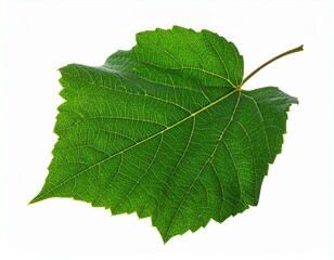 Fototapeta premium A vibrant green leaf with prominent veins and a stem, isolated on a pure white background. The clean, crisp studio shot highlights the natural beauty and texture of the plant.