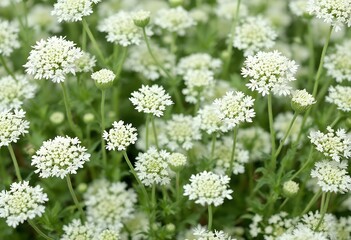 Abundant White Wildflowers Blooming in a Green Meadow.