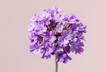 Beautiful Purple Primula Denticulata Flower Bouquet.
