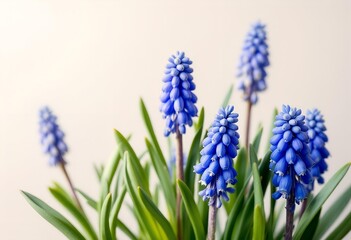 Naklejka premium Blue Grape Hyacinth Flowers Against a Soft Background.