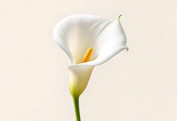 Elegant White Calla Lily Flower on a Pale Background.