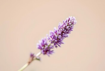 Obraz premium Single Purple Wildflower Stem in Soft Focus.