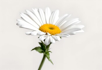 Fototapeta premium Single White Daisy Flower on a Clean Background.