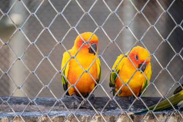 Sun conure parrots living in the cage. You should be providing your bird with enough time outside of their cage for their mental and physical development.