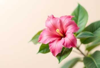 Vibrant Pink Hibiscus Flower Blooming on a Stem.