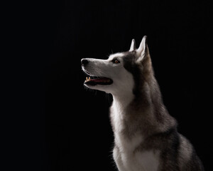 A Siberian Husky in profile with an intense gaze is set against a black background, emphasizing its sharp features. The dark setting contrasts with the dog bright fur and focused look.