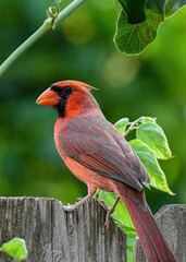 Female Northern Cardinal perched on a branch in a garden