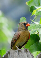 Female Northern Cardinal perched on a branch in a garden