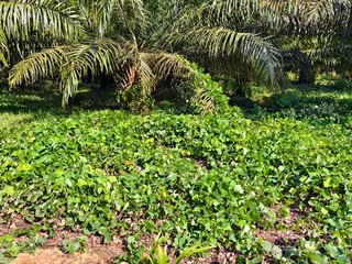 Mucuna bracteata plants around oil palm trees