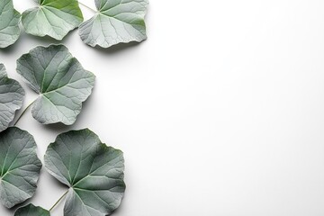 Green round leaves border white background