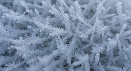 Frost Crystals: A mesmerizing close-up reveals intricate frost crystals, their delicate structures forming a breathtaking icy spectacle. Every minute detail is beautifully highlighted.