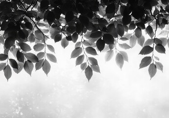 Canopy of leaves against a bright, diffused sky background
