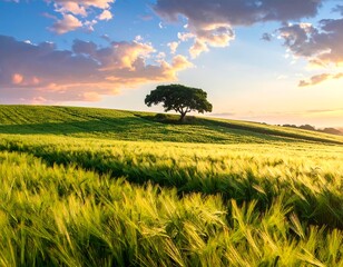 Golden Wheat Field with Single Tree.