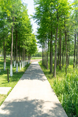 Fototapeta premium The road of City Park in China