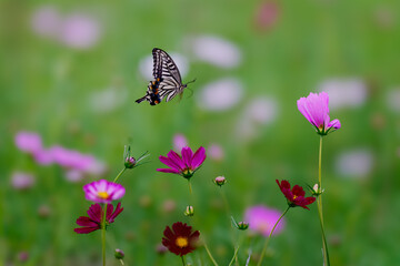 コスモス畑を飛ぶアゲハチョウ