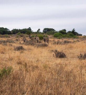 herd of zebras grazing with springboks