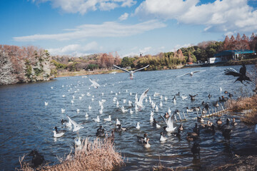 冬に渡ってきたカモメの群れ