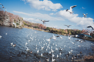 冬に渡ってきたカモメの群れ