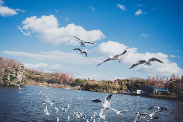 冬に渡ってきたカモメの群れ