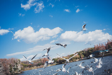 冬に渡ってきたカモメの群れ