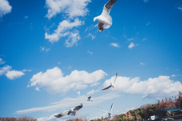冬に渡ってきたカモメの群れ