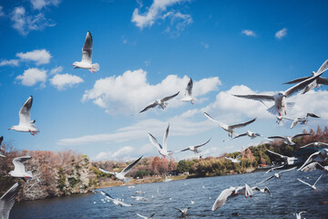 冬に渡ってきたカモメの群れ