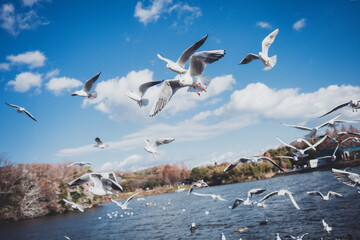 冬に渡ってきたカモメの群れ