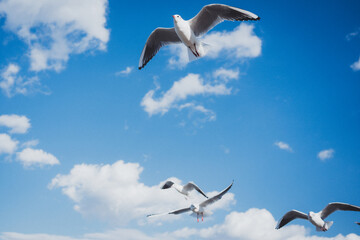 冬の青空とカモメ