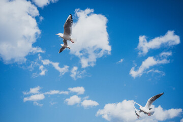 冬の青空とカモメ