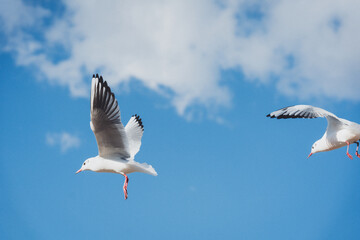 冬の青空とカモメ
