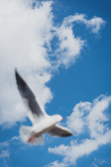 冬の青空とカモメ